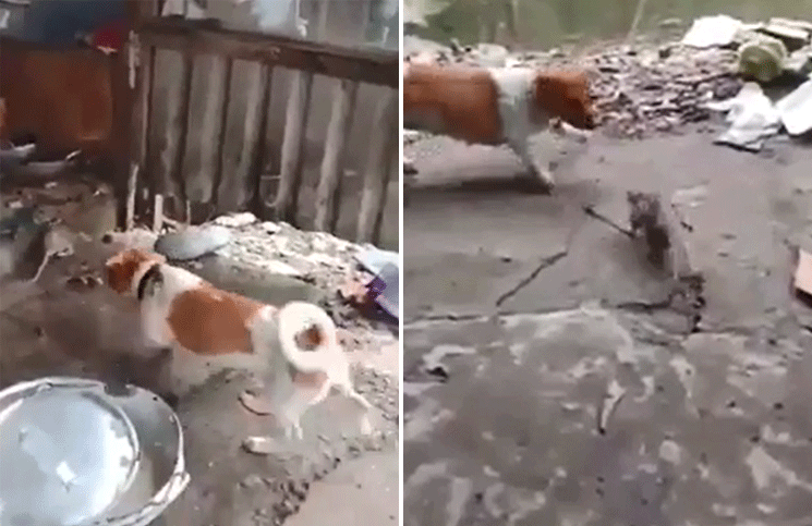 Perro y gato pelean (juntos) contra una enorme rata que intenta escapar y el video se hace viral