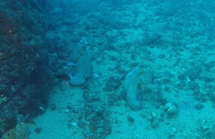 Dos pulpos se pelean en el fondo del mar y el video se hizo viral