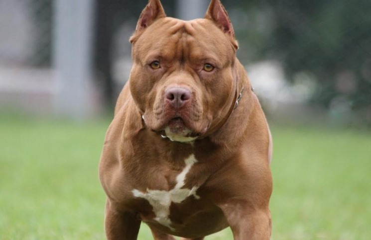 Horror Murio Un Bebe Recien Nacido Tras Ser Mutilado Por El Pitbull De Su Mama La 100