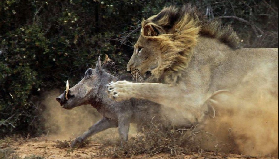 El momento del brutal enfrentamiento entre un león y un jabalí | Radio Mitre