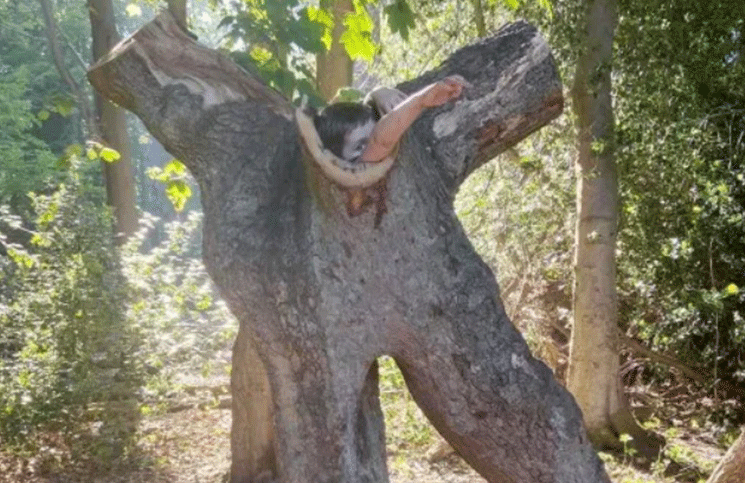 Viral: el insólito rescate de un nene de 4 años que quedó atrapado dentro de un árbol