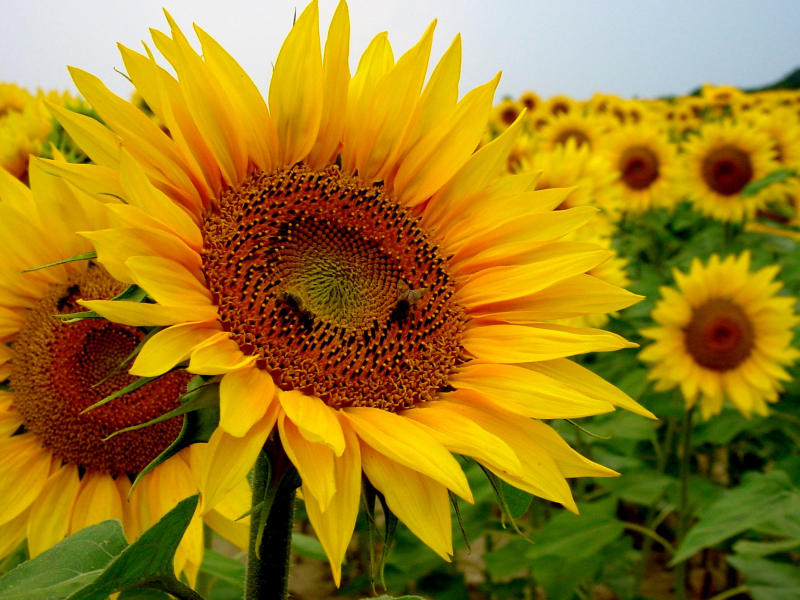 La mejor manera de garantizar “precios cuidados” en aceite de girasol es  eliminar las retenciones | mitreyelcampo