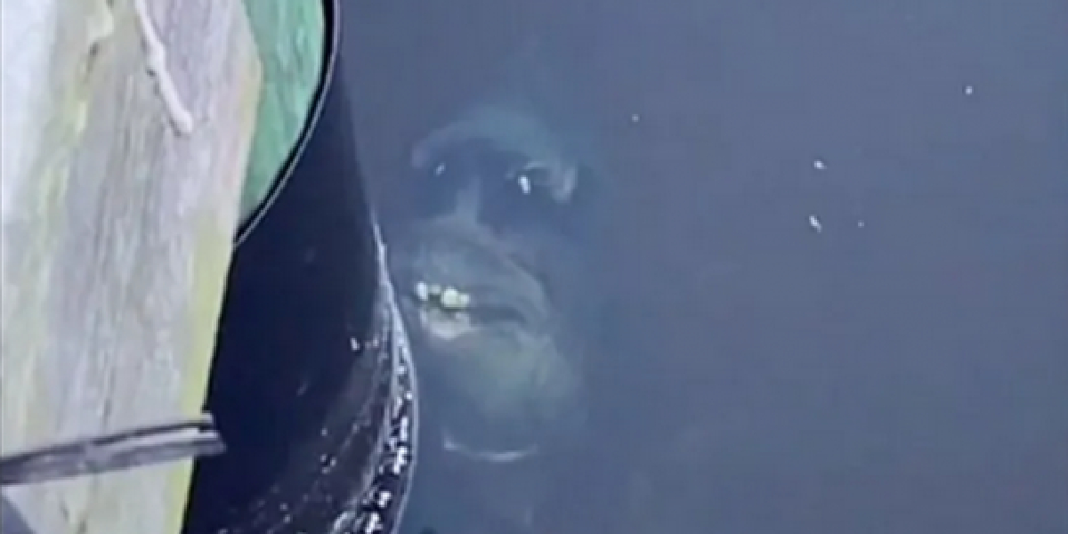 Cara de demonio y dentadura humana, el terrorífico pez que se viralizó por su aspecto