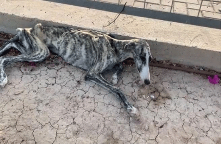 Matilda en la calle que la encontraron