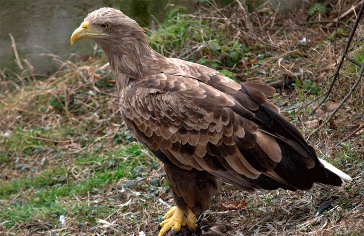El ave más grande del Reino Unido volvió a Inglaterra después de 240 años
