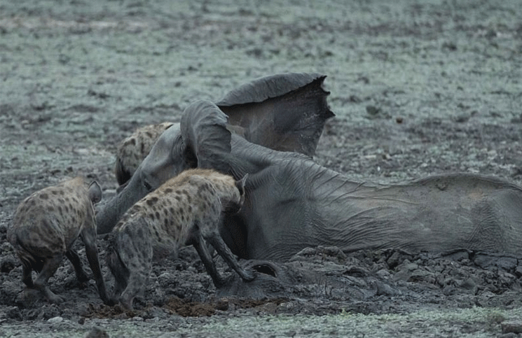 Imágenes sensibles un bebé elefante fue devorado por una manada de hienas 