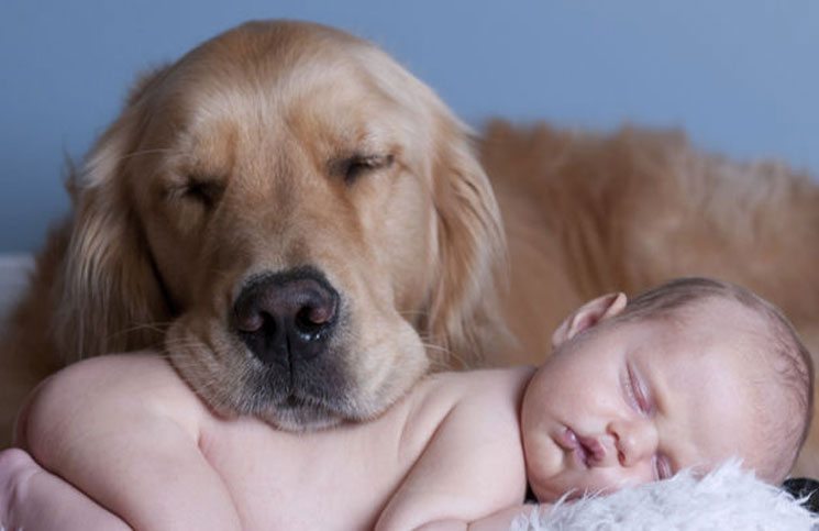 El Encuentro Viral Y Super Tierno Entre Un Perro Y Dos Bebes Gemelos La 100