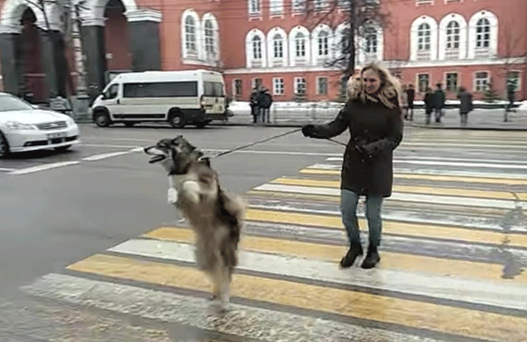 La sorprendente manera en la que cruza la calle Fidel, el perro viral en las redes