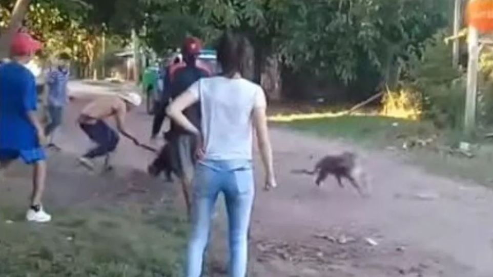 Video | Durante una brutal pelea entre vecinos, apuñalaron a un perro
