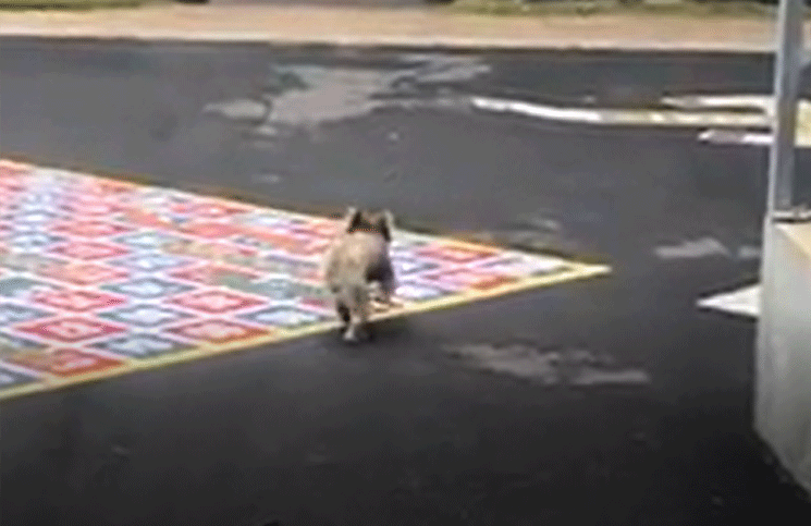 Viral un tierno Koala vistió la universidad en medio de la cuarentena