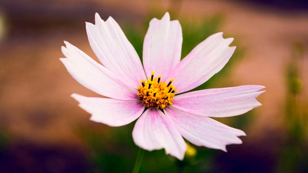 Cuál es tu flor de nacimiento según el calendario coreano si naciste en  octubre | La 100