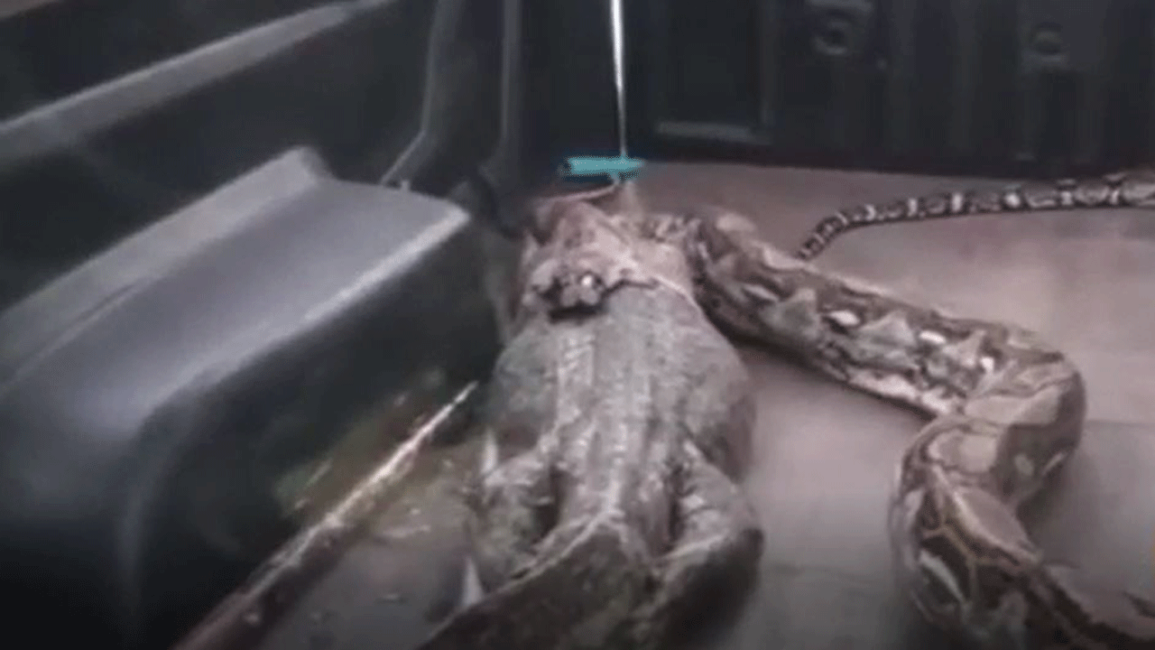 Video: una serpiente pitón se comió a un lagarto gigante y después lo vomitó