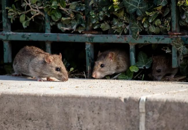 Por la cuarentena se ven más ratas en las casas porque salen a buscar  comida | Mia FM