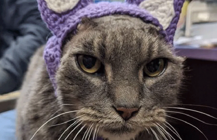 Lady, la gata que perdió sus orejas por una infección, es viral y enternece a todos.

