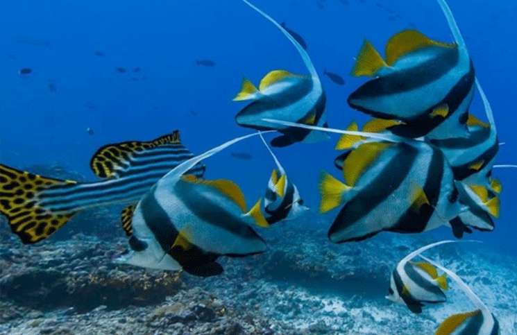 Las especies marinas están migrando a los polos de la Tierra y los científicos descubrieron la razón