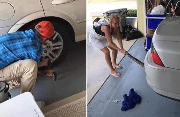 Una mamá y su hijo rescataron a una enorme pitón atascada en un auto y el video se hizo viral