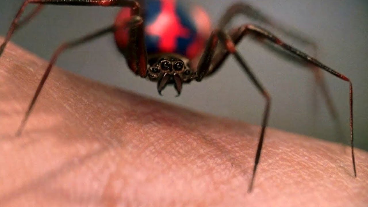Unos nenes dejaron que una araña venenosa los picara para convertirse en  Spiderman | Radio Mitre