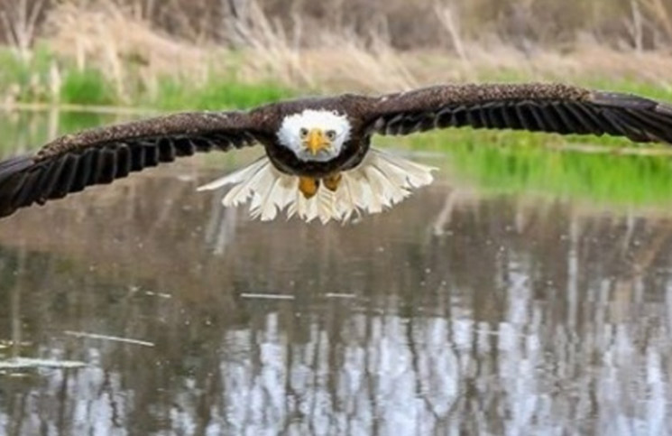 La impresionante foto de un águila volando sobre el agua que estalló en las  redes | La 100