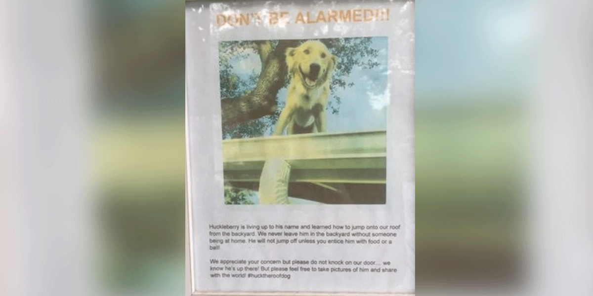 Su perro desarrolló extrañas actitudes y tuvieron que advertirle a los vecinos: “Por favor, no llamen a nuestra puerta”