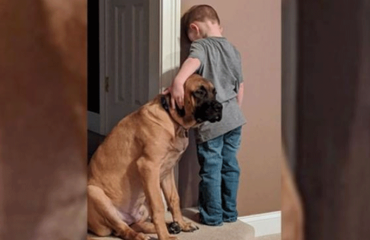 Un perro acompañó a un nene que estaba castigado contra la pared y se volvió viral
