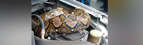 Escuchó un extraño ruido en su auto, abrió el capó y encontró una (enorme) serpiente