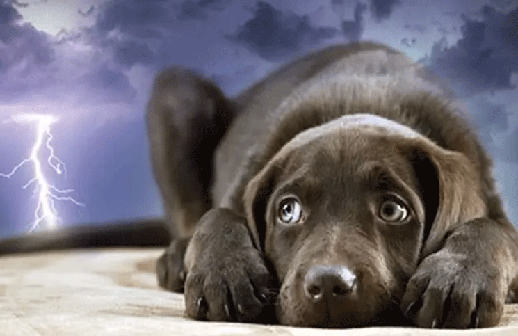 Viral: perrito se asusta por los truenos y un bebé lo consuela (y calma)