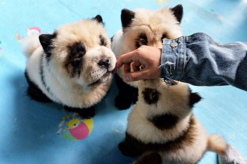 China Tinen Perros Para Que Parezcan Pandas Bebes Y Estallo La Polemica La 100