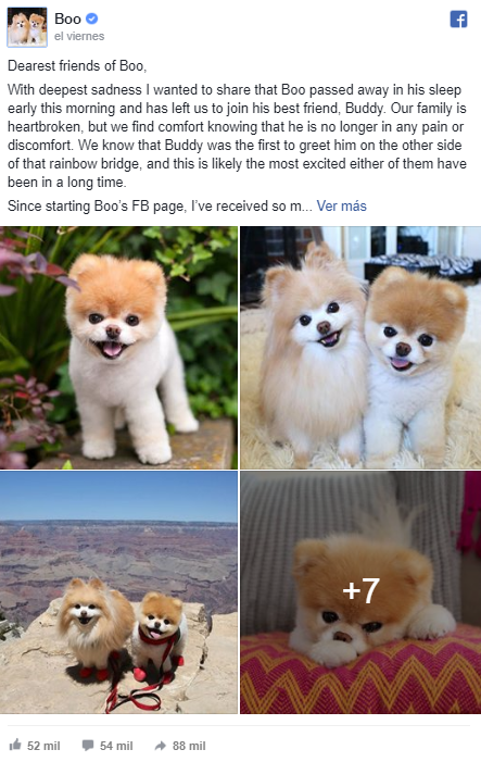 Centrar color Parecer Murió Boo, el perro más lindo del mundo que era furor en las redes sociales  | Radio Mitre