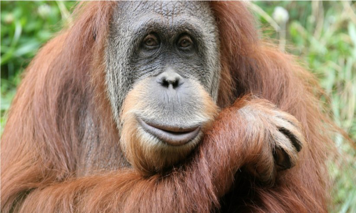 Viral | Un orangután le tendió una mano a un hombre que estaba en el agua rodeado de serpientes venenosas