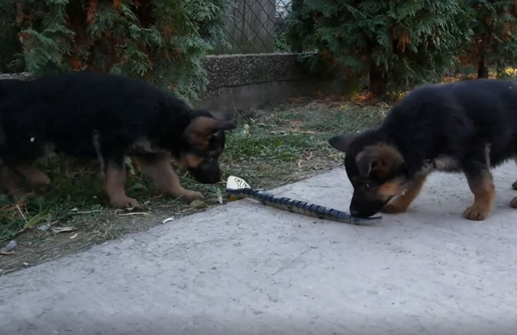 VIDEO | La adorable reacción de unos cachorros al encontrarse con una serpiente robot
