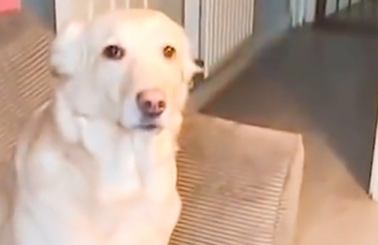 Viral: la tierna reacción del perrito que quiere salir a jugar pero se encuentra con la nieve