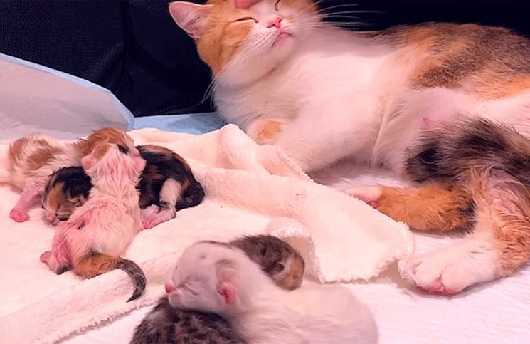Video | El emocionante momento que en que una gata da a luz a cinco crías de diferente color
