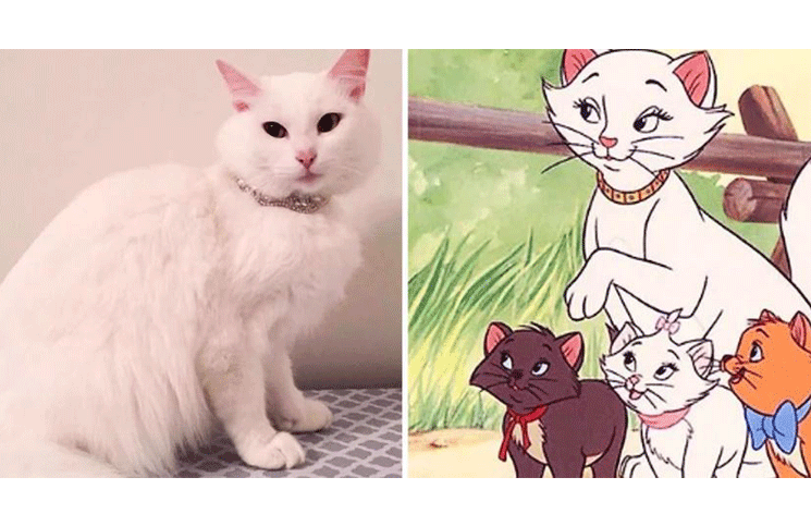 Los Aristogatos: una gata fue rescatada y a los pocos días dio a luz a sus crías, ¡iguales a los de la película de Disney!