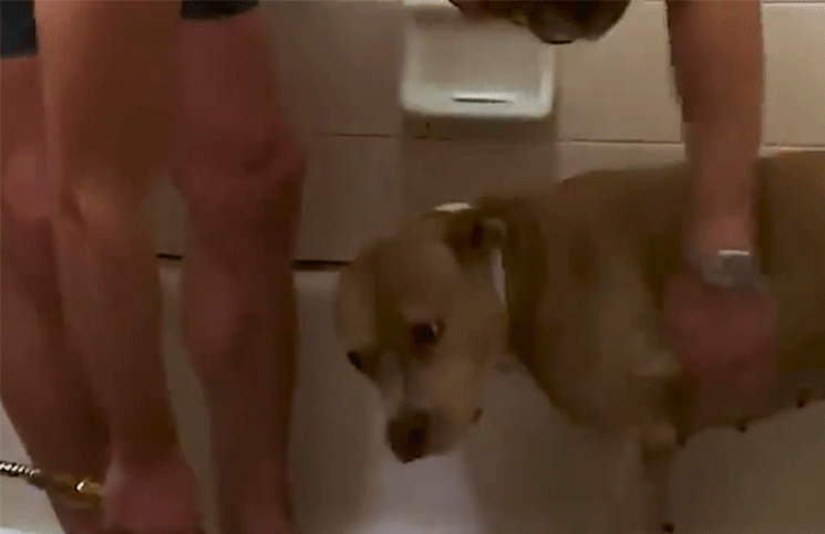 Viral bañaron a una perra callejera por primera vez y su felicidad enterneció las redes