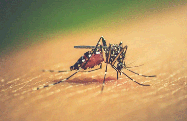 El mosquito Aedes Aegypti es el trasmisor del dengue.