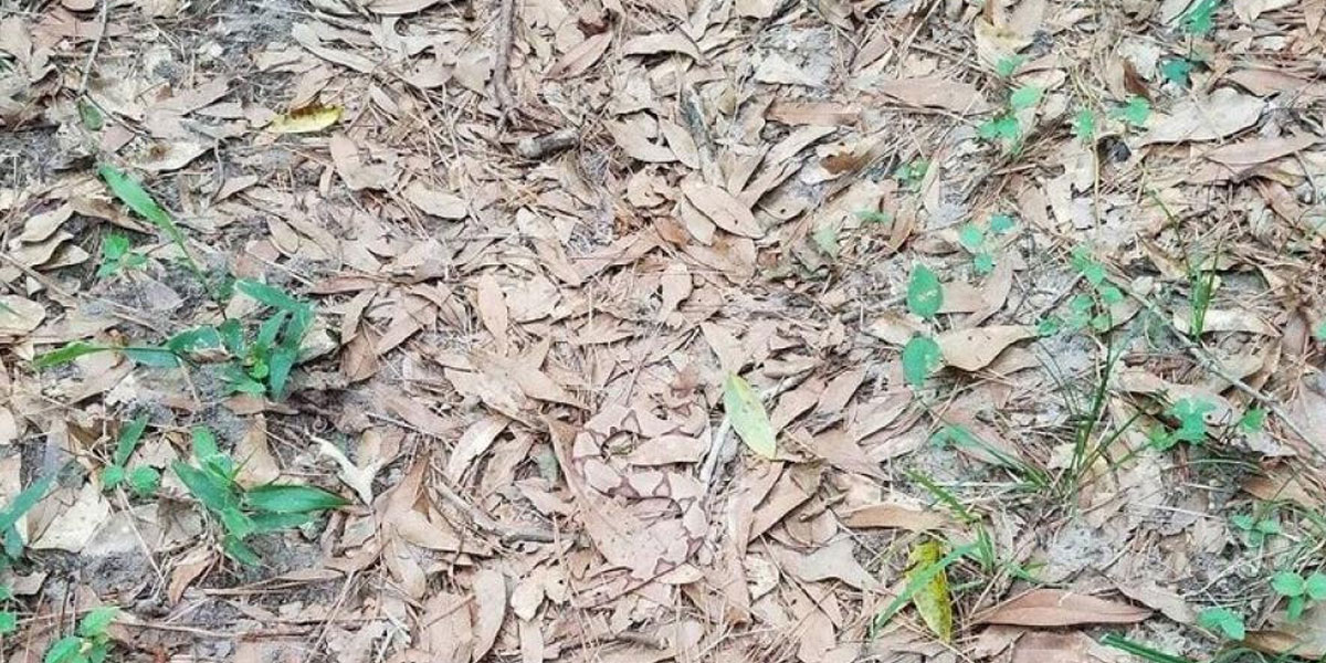 El reto visual de 2017 que una vez más se hace viral: encontrar la serpiente entre las hojas
