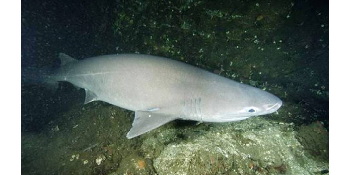 Por primera vez captaron imágenes de un tiburón de origen prehistórico en aguas poco profundas