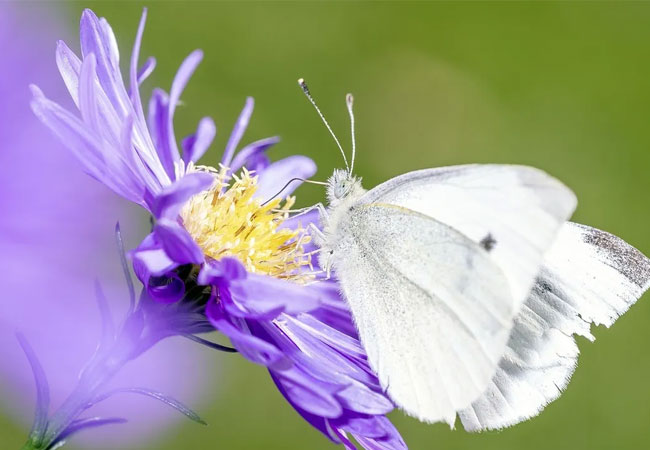Qué significa que una mariposa blanca aparezca en tu casa | Mia FM