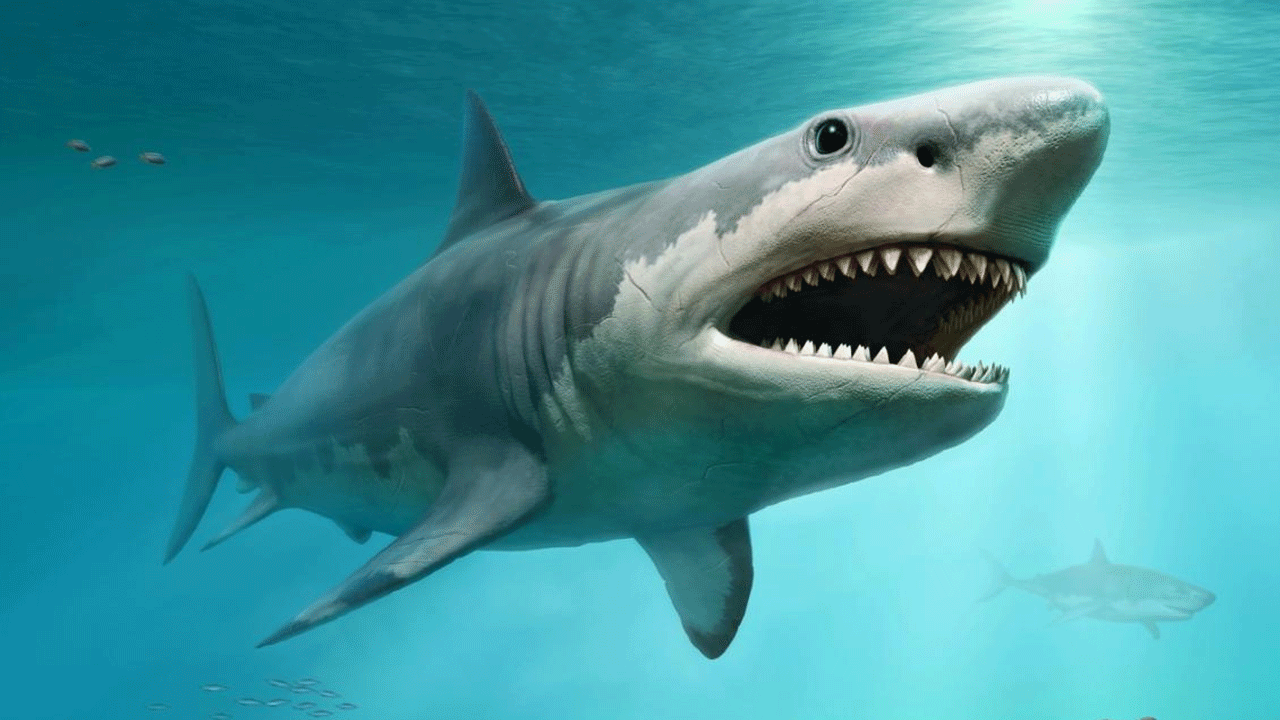 Alertan que medio millón de tiburones podrían "morir" por la vacuna del coronavirus