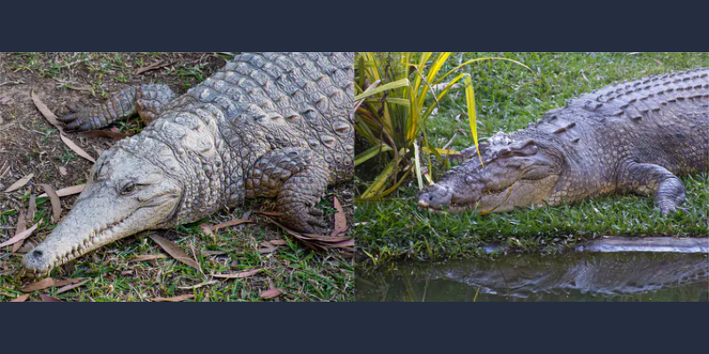 Hallaron un enorme cocodrilo prehistórico y su tamaño sorprendió a la  comunidad científica | Radio Mitre