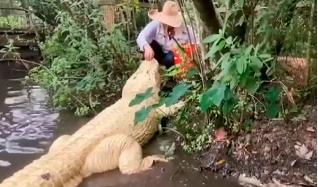 El aterrador cara a cara entre una mujer y un cocodrilo albino que se  volvió viral | Radio Mitre