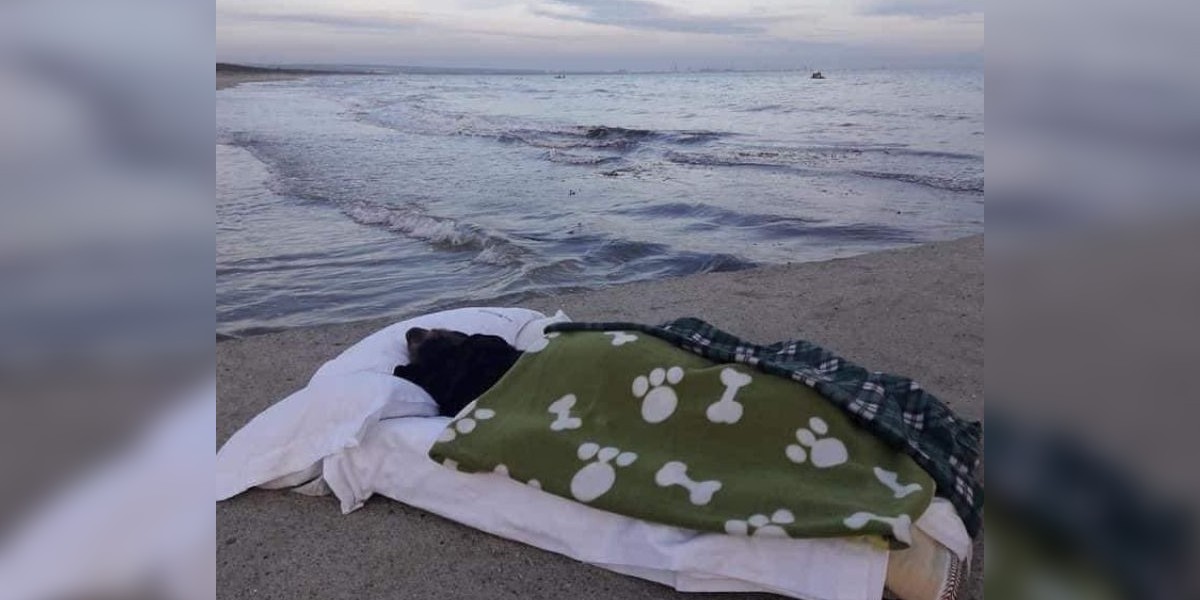 Llevó a su perra para que vea el mar por última vez: “Si pudiera te pediría que renacieras otra vez”