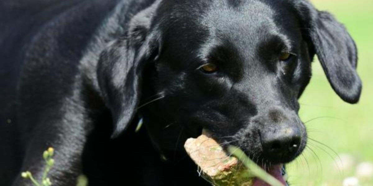 que pasa si los perros comen piedras