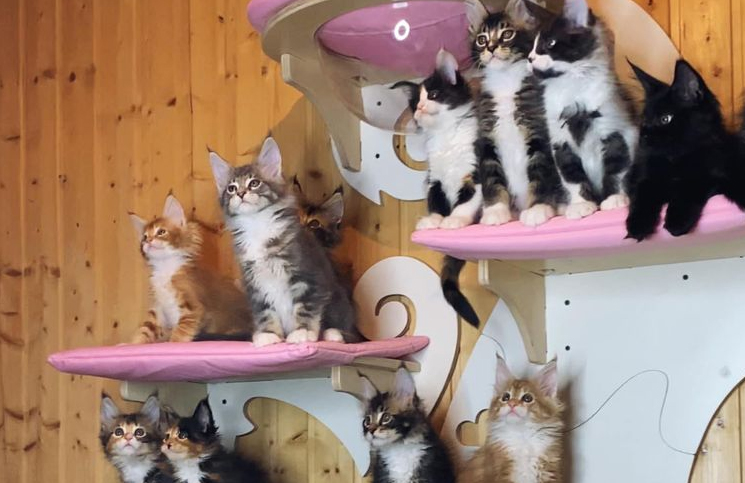 24 gatos se mueven sincronizados atrás de un juguete y el video se hace viral