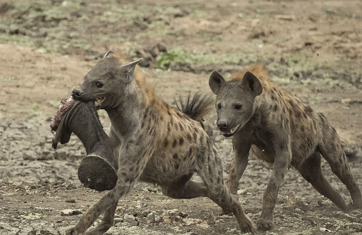 Imágenes sensibles un bebé elefante fue devorado por una manada de hienas 