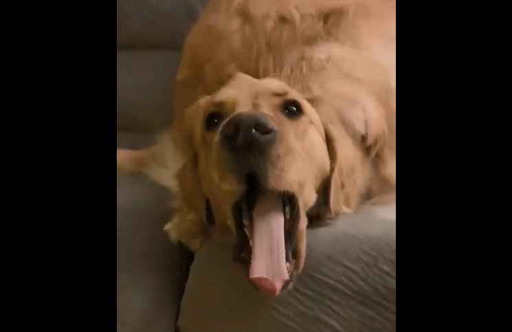 El perro Murphy bostezando mientras su hermano Coopper disfruta de la vista. 