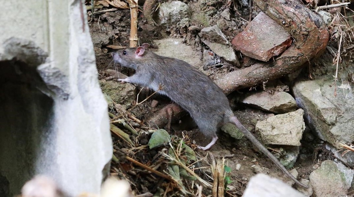 Ratos gigantes invadem casas pela privada e aterrorizam moradores