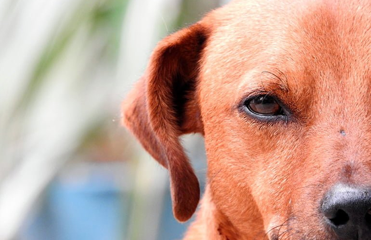 Por qué los perros son celosos y envidiosos, según un estudio