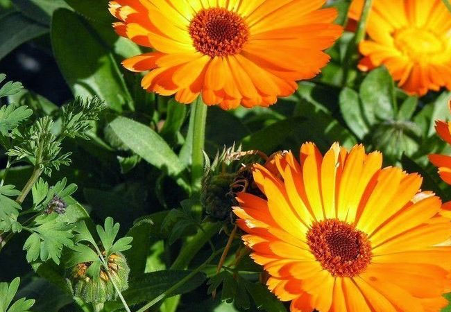 10 plantas que florecen en primavera y que son fáciles de cuidar | Mia FM