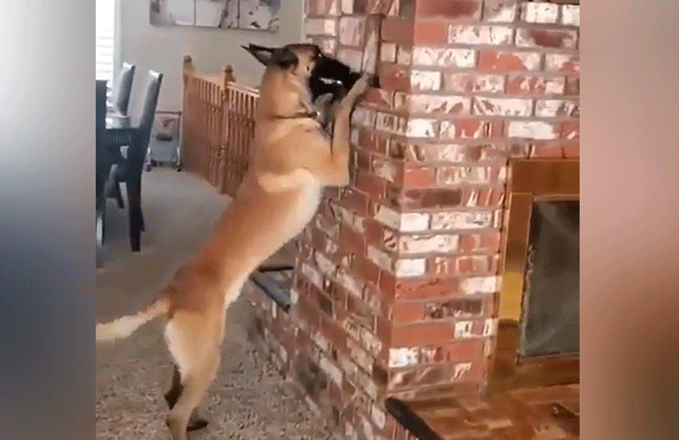 Viral el divertido video del perro que juega a las escondidas (y cuenta) con su pequeña dueña